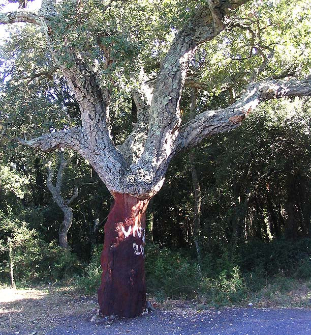 Tronc de chêne-liège rouge orangé après la levée de l'écorce, l'arbre reste vivant
