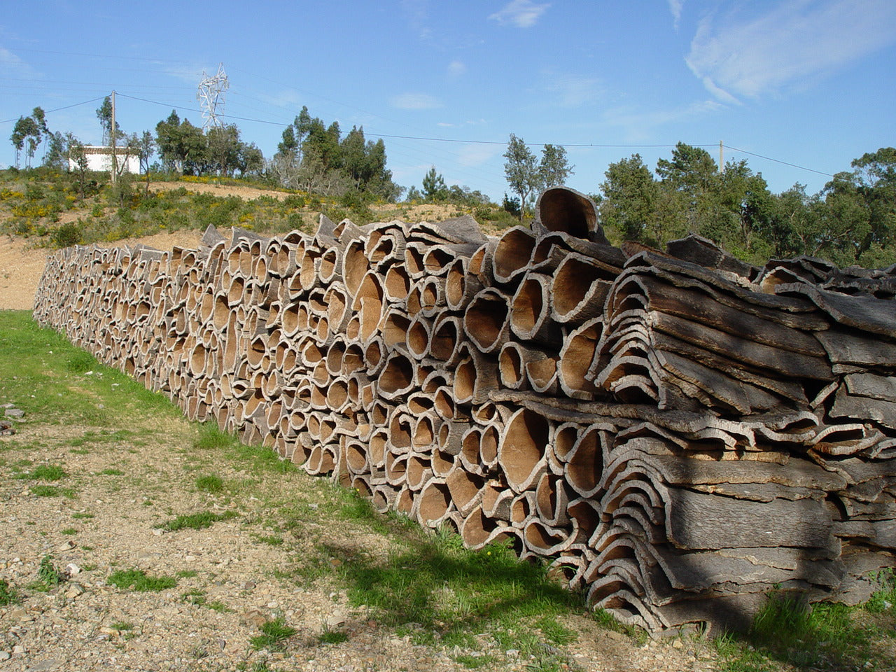 Planches d'écorce de liège récoltées et empilées dans la campagne portugaise